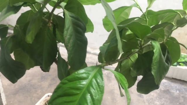 Вьетнамцы воруют манго. Как обрезать лимон.