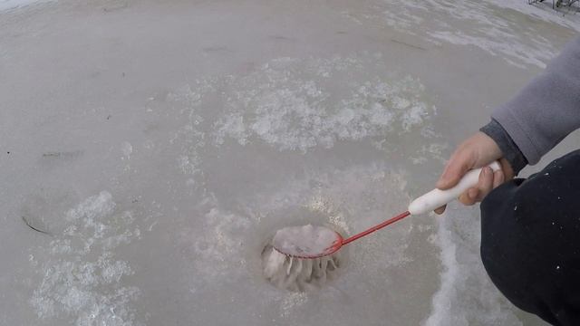 ЧТОБЫ ВОДА В ПРУДУ С РЫБОЙ НЕ ЦВЕЛА - ВНОСИМ ИЗВЕСТЬ/ Обеззараживание воды смотреть онлайн