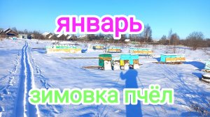 Проблемная зимовка пчёл 2024г. Пчеловодство!