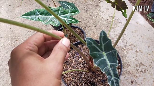Alocasia Amazonica / Menjual Alocasia Amazon Harga Murah