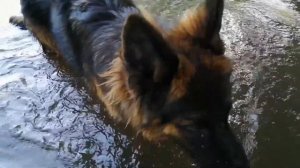 Никогда не заводите немецкую овчарку!!!7 причин не покупать собаку