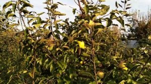 яблони Луна, Розела