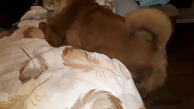 Allure Fiery 1.5y смотреть онлайн