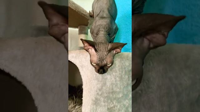 Лысая кошка сфинкс шипит и нападает на малышку смотреть онлайн