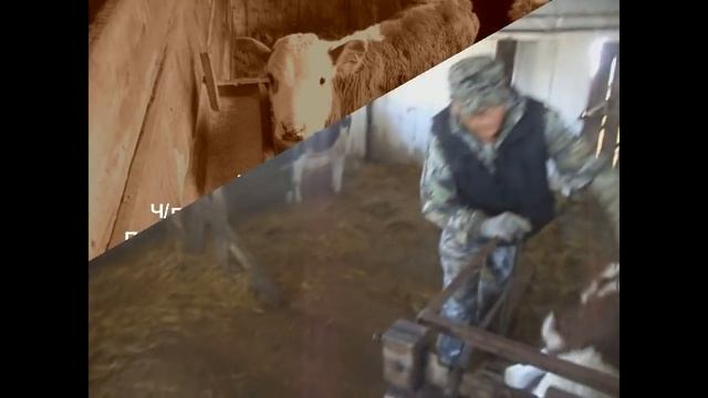 Сравниваю показания мерной ленты и весов! Привязь или пастбище для телят? смотреть онлайн