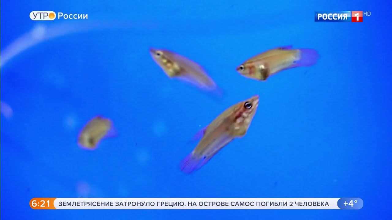 Рассказываем о гурами в программе "Утро России" на телеканале "Россия 1" смотреть онлайн