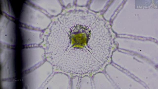 Микромир✌️