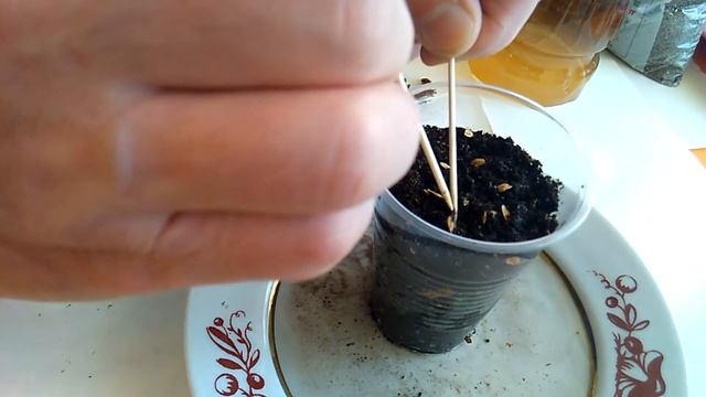 Туя - часть 1 - посев семян в феврале смотреть онлайн