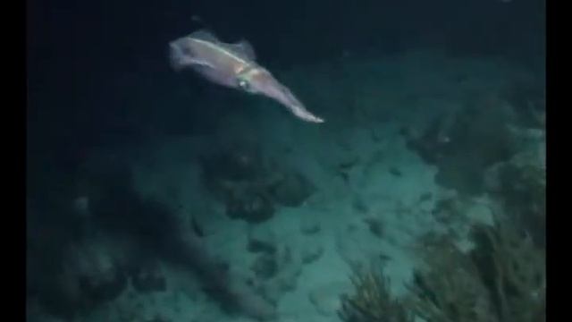 Curacao 2007 смотреть онлайн