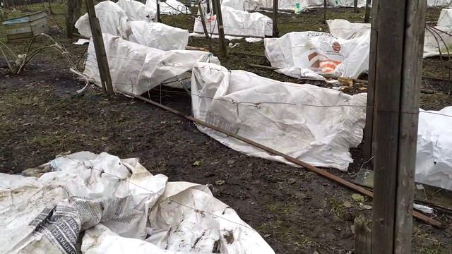 Укриття ожини та винограду. смотреть онлайн
