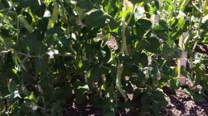 Опоры для гороха оправдали мои ожидания !!!