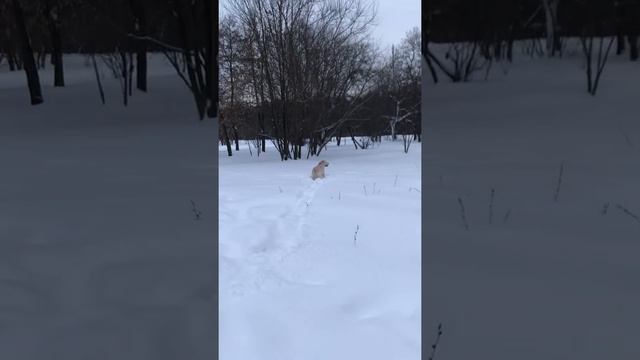 Зайцы в лесу ? смотреть онлайн