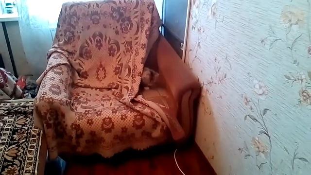 Зверюга прячется. Ее все достали. смотреть онлайн