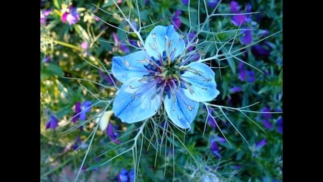 Чернушка посевная смотреть онлайн