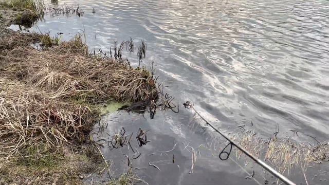 Предзапретный твичинг🎣 Обзор снастей и приманок👍 | AirMaxFishing |