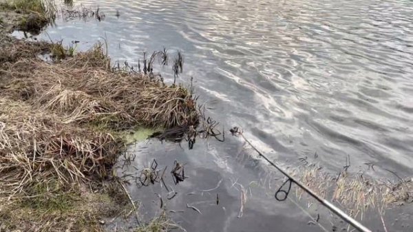 Предзапретный твичинг🎣 Обзор снастей и приманок👍 | AirMaxFishing |