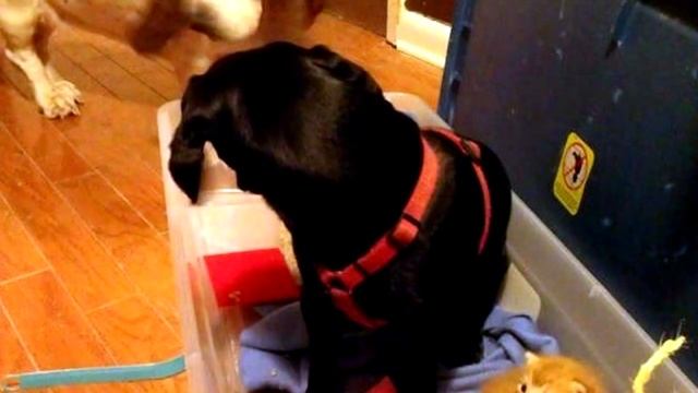 Бездомная кошка родила семь котят, но то что сделала собака просто невероятно! смотреть онлайн