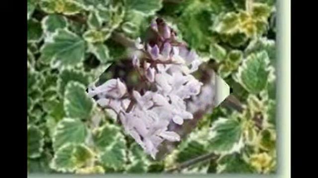 Plectranthus, Harfenstrauch смотреть онлайн