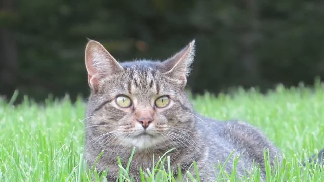 Best Affordable Camera ~ Canon Powershot Sx50 Review ~ Camera for Photography ~ Canon Camera Review смотреть онлайн