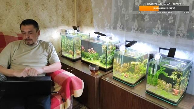 Травник без удобрений. Да или нет? Ненаучный стрим. смотреть онлайн