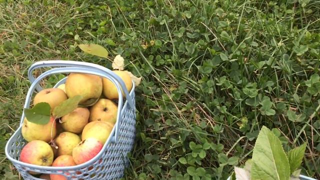 Семена подорожника, бутня ароматного в кулинарии. Песто из клевера. смотреть онлайн