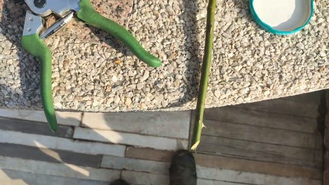 Черенкование роз осенью. Самый простой быстрый способ размножения роз черенками. смотреть онлайн