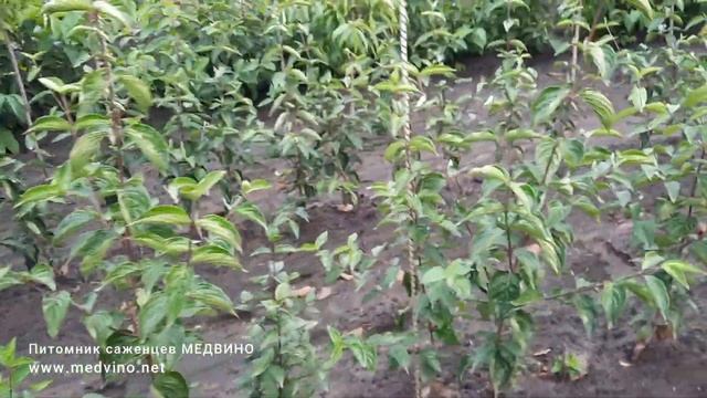 Саженцы кизила на продажу смотреть онлайн