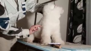 ОБУЧЕНИЕ СТРИЖКЕ СОБАК. СТРИЖКА БИШОН ФРИЗЕ.