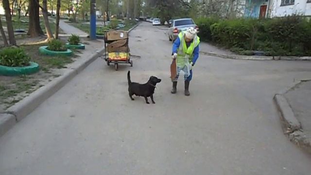 Собака ловит крысу Воронеж 4 смотреть онлайн