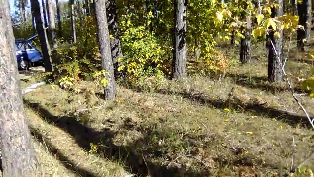 Заготовка лесного перегноя для сада. смотреть онлайн