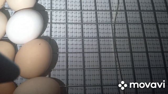 овоскопирование куриного яйца на 7 сутки. 2 ночи без света,сказалось ли на яйце/ Из Урала в матрицу смотреть онлайн