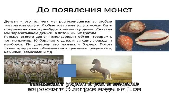 Как вырастить хороший кустовой укроп? смотреть онлайн