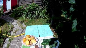 Огурец Китайский змей, дегустация на вкус. Картошечка и огурчик - вкусняшка