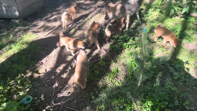 А кто это у нас?Волк 🐺 и семеро Сиба-ину 🐶🐶🐶🐶🐶🐶🐶#животные #природа #сафари смотреть онлайн