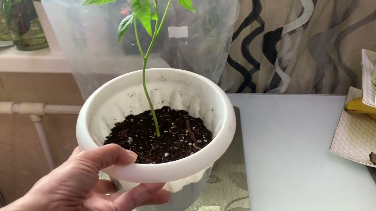 Пересадка грецкого ореха. Отказываюсь от проблемных растений. смотреть онлайн