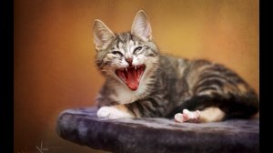 Мяуканье кошки