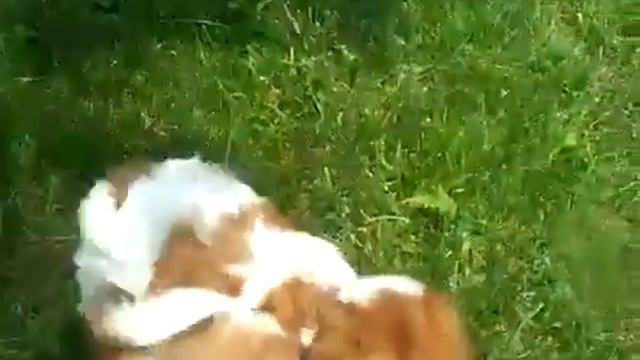 щенки ши тцу играют Shih Tzu puppies are playing 15 смотреть онлайн