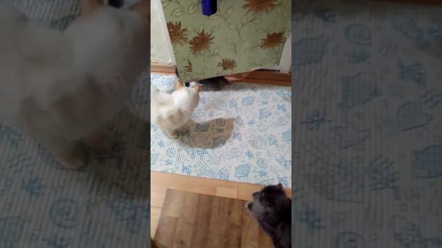 #Таня, Шеба и Бася. Приучение котят к туалету. смотреть онлайн