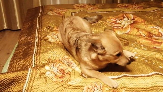 Пищевая агрессия у чихуахуа