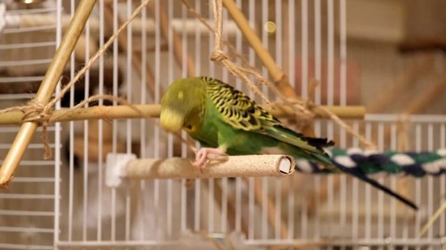 Funny birds. Green budgie Charlie plays with bamboo triangle. Funny parrots. Budgie. Parrot смотреть онлайн