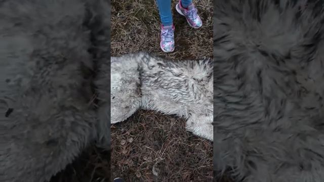 Мёртвый пёс. смотреть онлайн