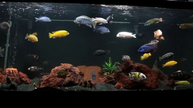 Tips For Keeping Clown Loaches with African Cichlids смотреть онлайн