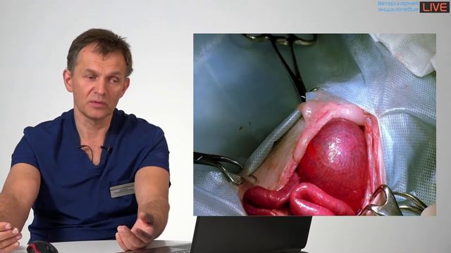 Диагностика и лечение диафрагмальных грыж смотреть онлайн