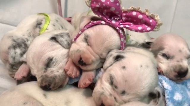 Щенки далматина СПБ / Далматинцы / Щеночки смотреть онлайн