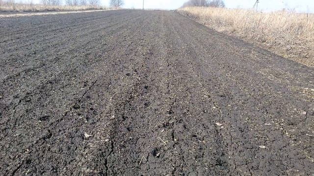 Чеснок Добрыня. Всходы. смотреть онлайн