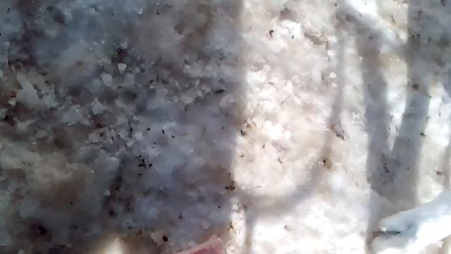 Первое кормление щенков мясом смотреть онлайн