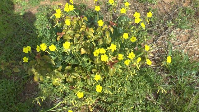 Oxalis pes caprae - Growing and care смотреть онлайн