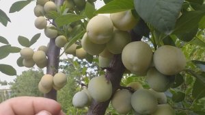 Слива сорт ранний Ренклод Белый