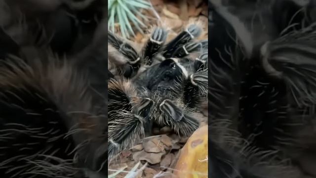 Я думал мой паук сдох…