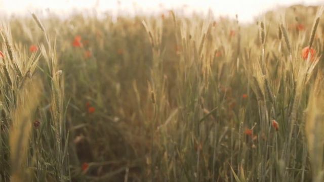 БУМЕРАНГ И СЧАСТЬЕ смотреть онлайн